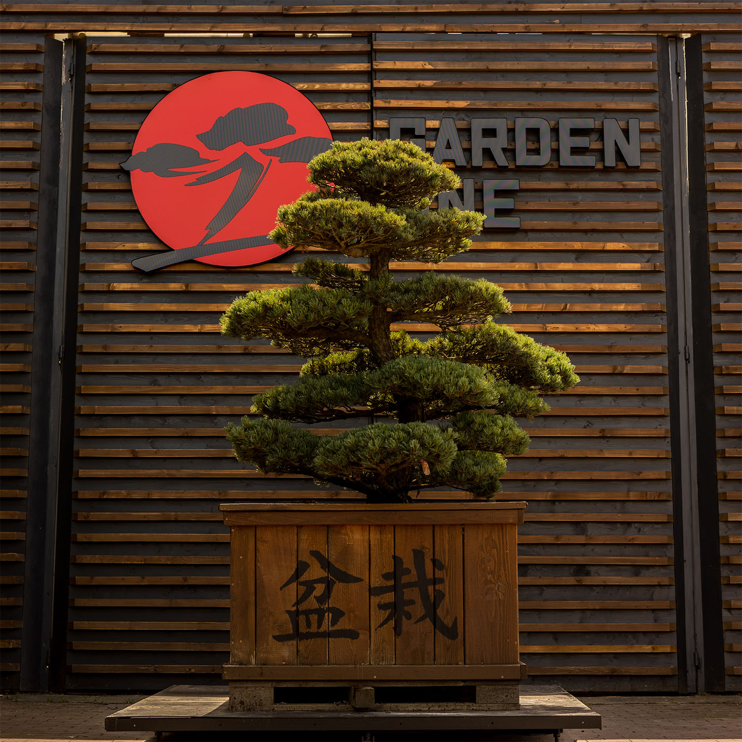 pinus parviflora bonsai pinus parviflora bonsai